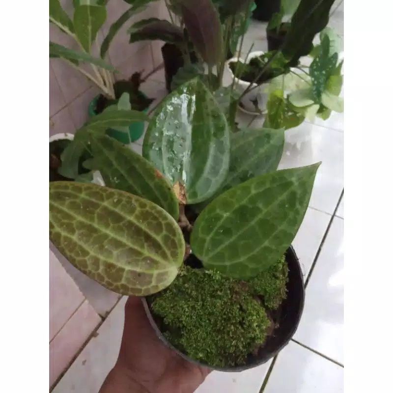 Bibit stek hoya daun besar macrophylla | Tanaman gantung