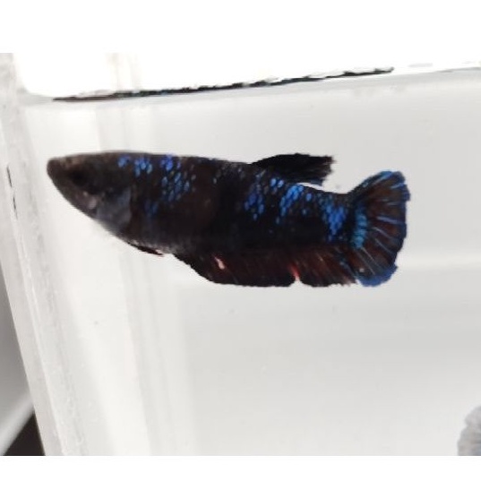 IKAN CUPANG FEMALE AVATAR GORDON TOP GRADE