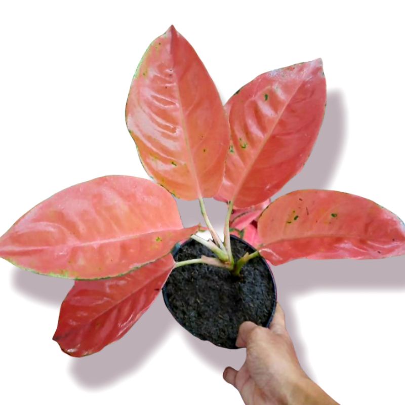 kochin tembaga ( tanaman hias aglonema kochin tembaga )✅