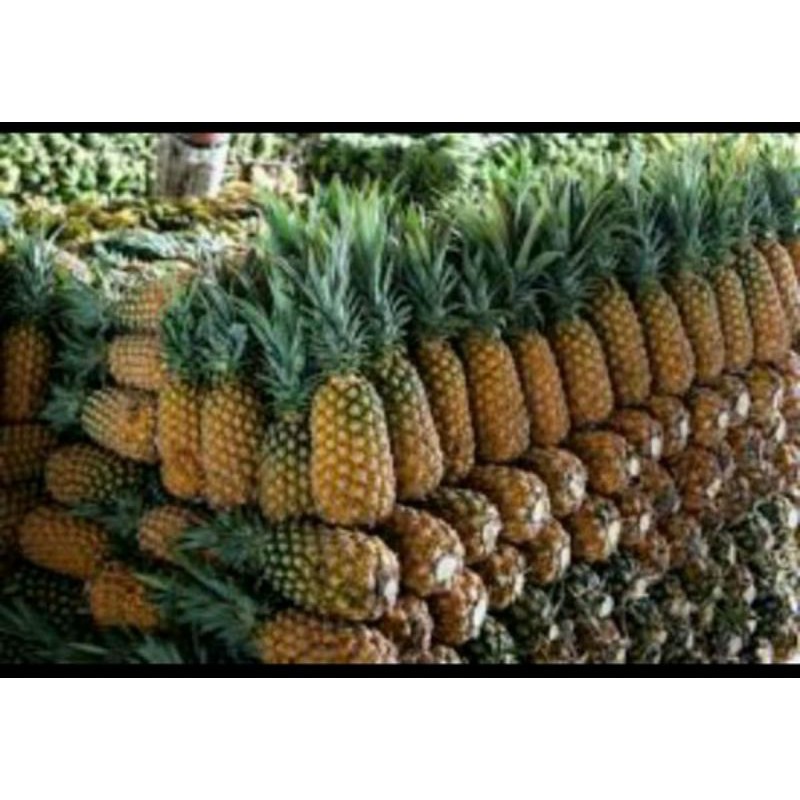

Nanas Palembang kupas