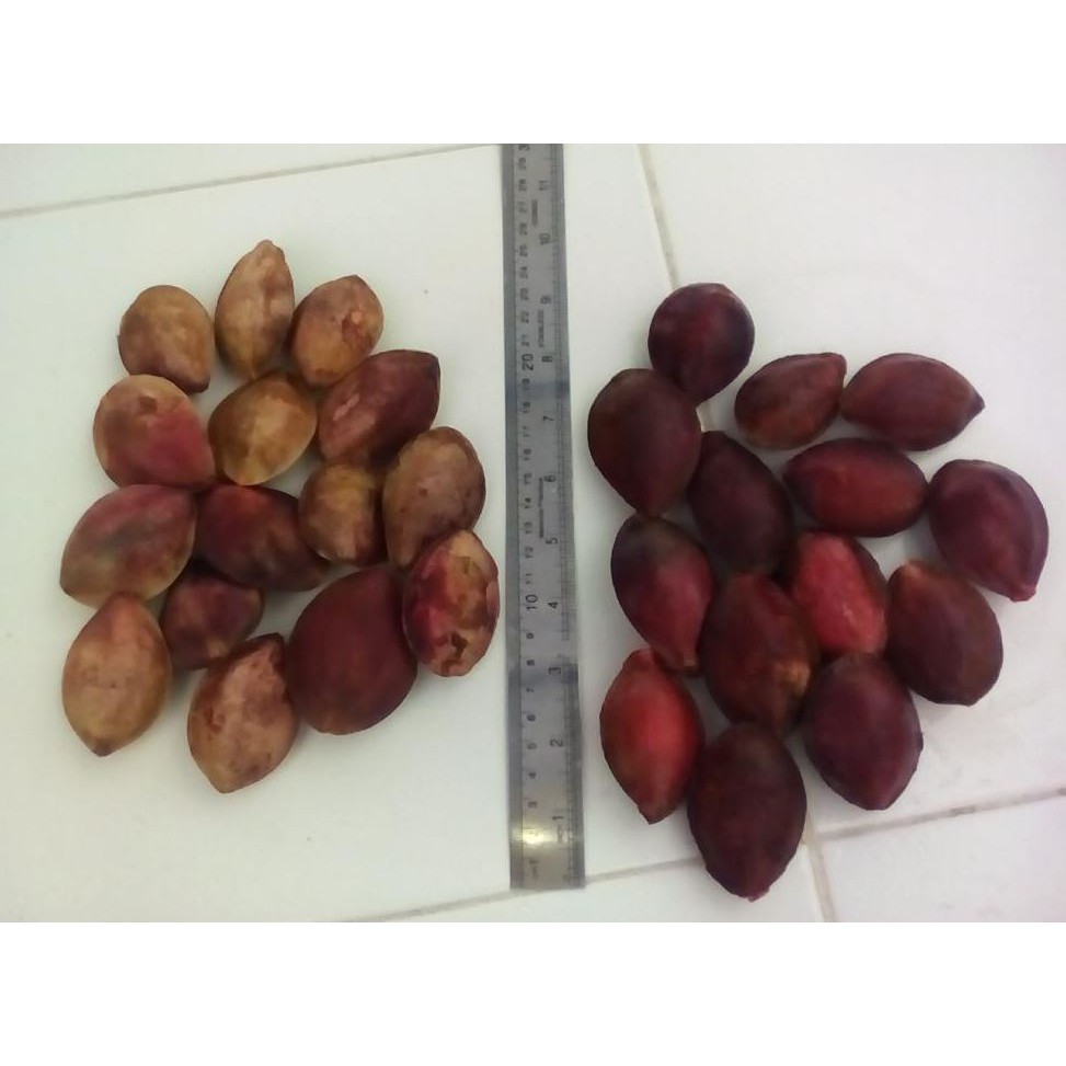Biji Ketapang - Buah Merah