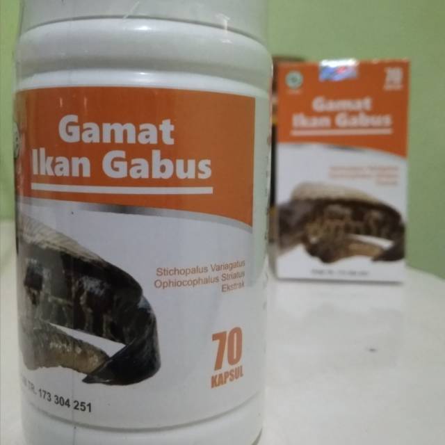 Kapsul gamat ikan gabus