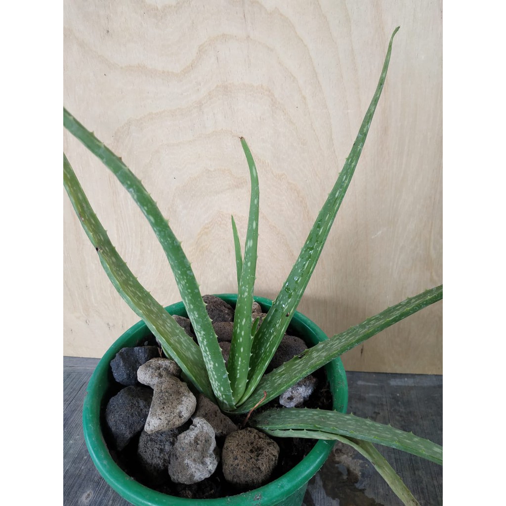 SEKAR - lidah buaya / aloevera / tanaman / bunga