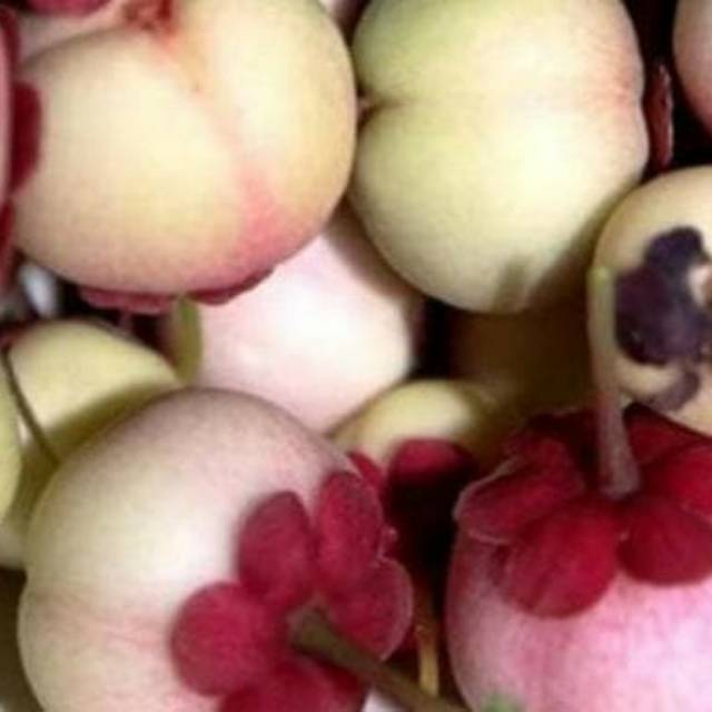Bibit buah manggis putih