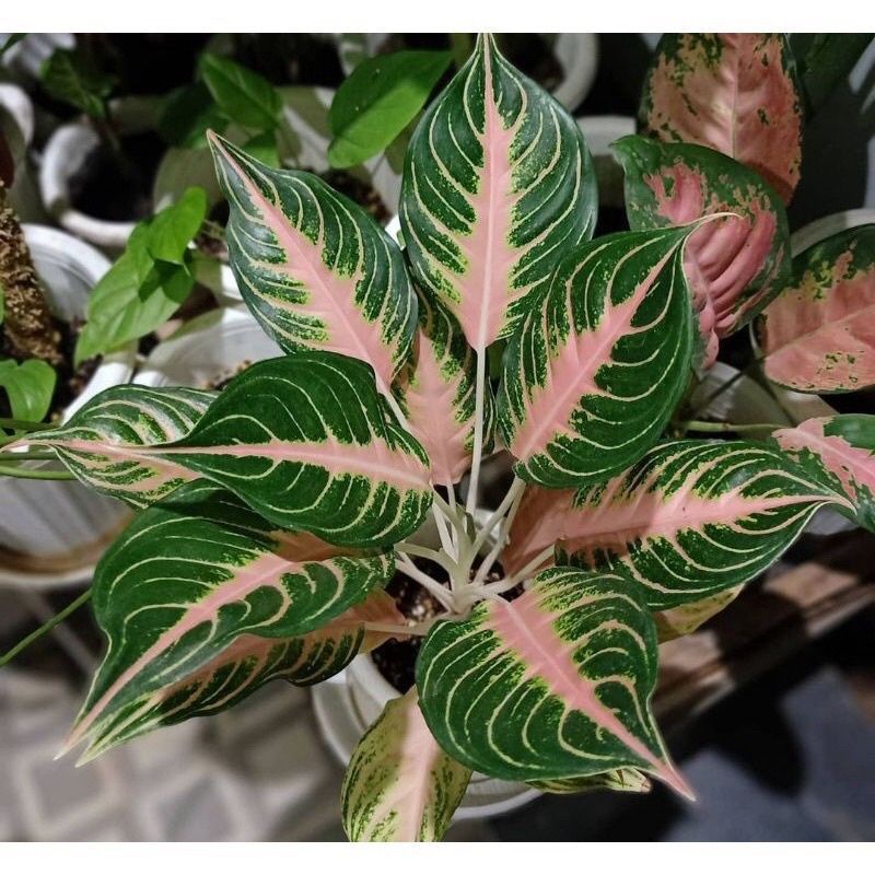 anakan aglonema pink sunset