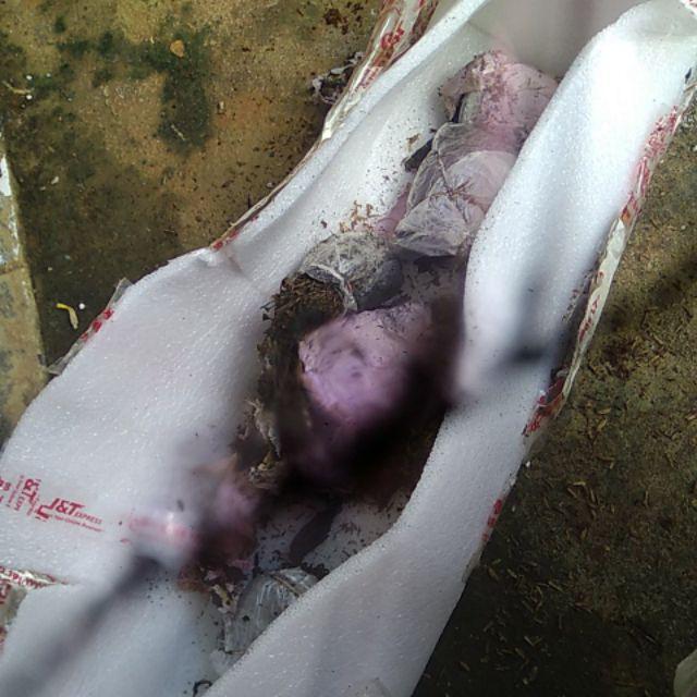 Tanaman Hias Bunga Dianthus Merah