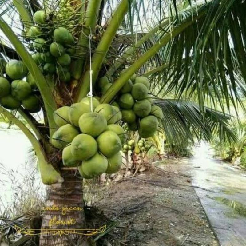 Bibit Kelapa Wulung super Genjah / Kelapa Ijo asli Genjah