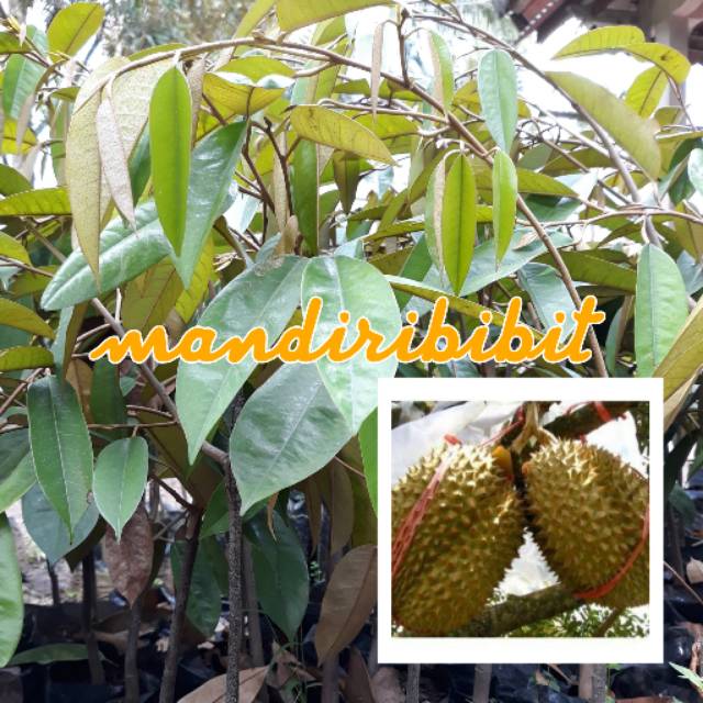 Bibit durian merah
