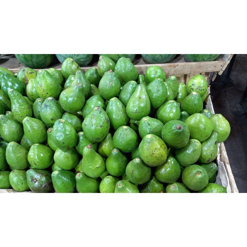 

Alpukat Mentega 1kg