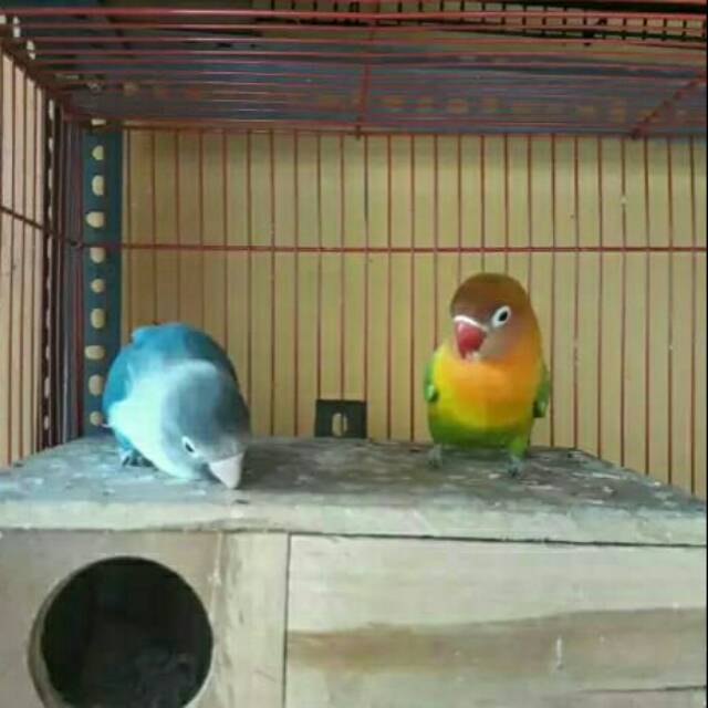 

Love bird cobalt x pasjo produksi lancar