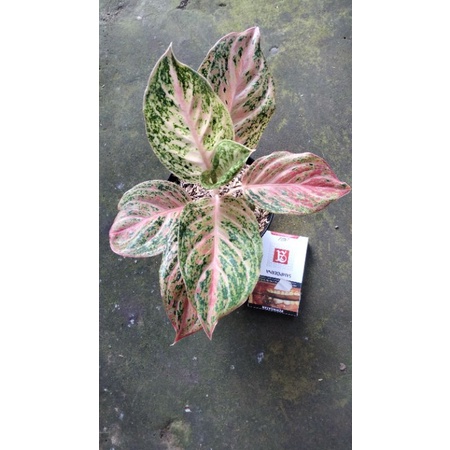 Aglonema Bidadari Lokal