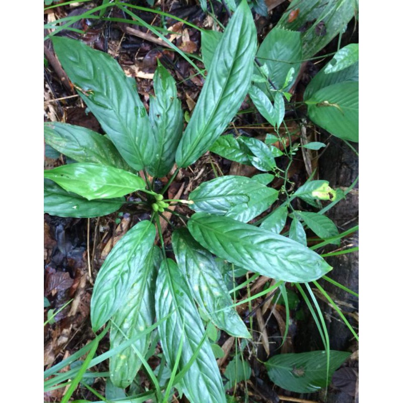 Aglonema simplex sp borneo