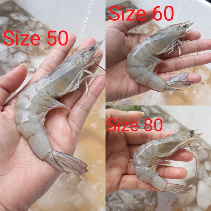 

Udang Vaname Segar Higienis Pembelian 1/4 kg, 1/2 kg dan 1 Kg