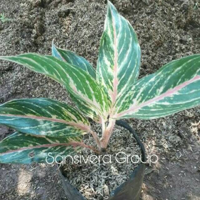 Tanaman Aglaonema Butterfly Tanaman Lipstik Aglaonema Butterfly