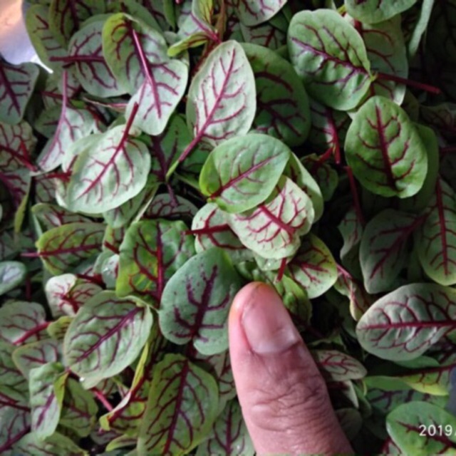 

PROMO MURAH !!! RED VIEN SORREL