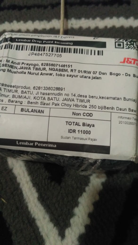 Benih Sawi Putih Hybrid F1 Chinese Cabbage 50 Biji