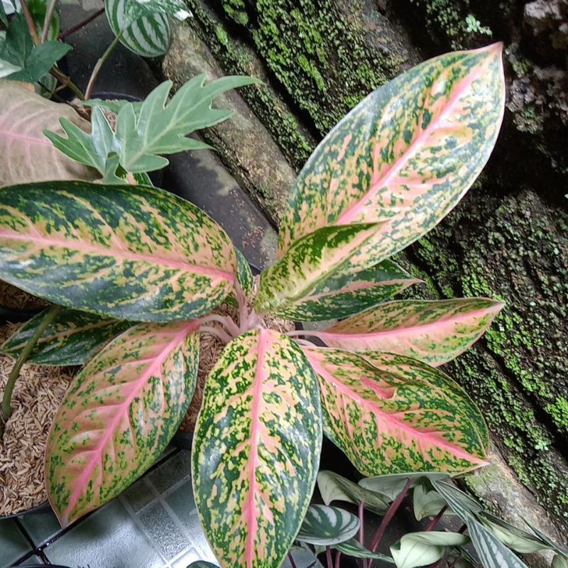 Tanaman hias Aglaonema serena