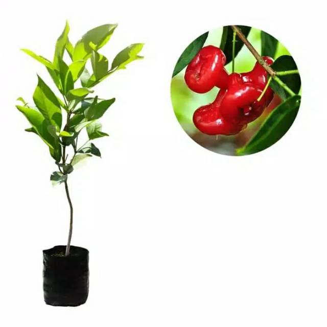 BIBIT TANAMAN JAMBU(LILIN MERAH)