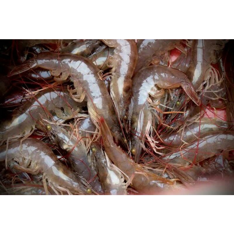 

udang kecil 250g
