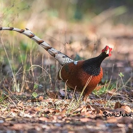 

TELUR AYAM HIAS RINGNECK PHEASANT JENIS HUME'S FERTIL ASLI UNTUK TERNAK