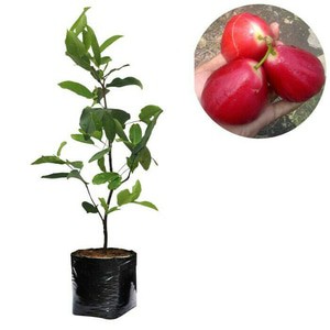 BIBIT JAMBU AIR MADU MERAH