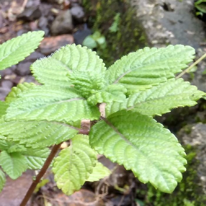 Bibit Tanaman Daun Cincau Hitam Pohon Daun Cincau Janggelan Shopee Indonesia