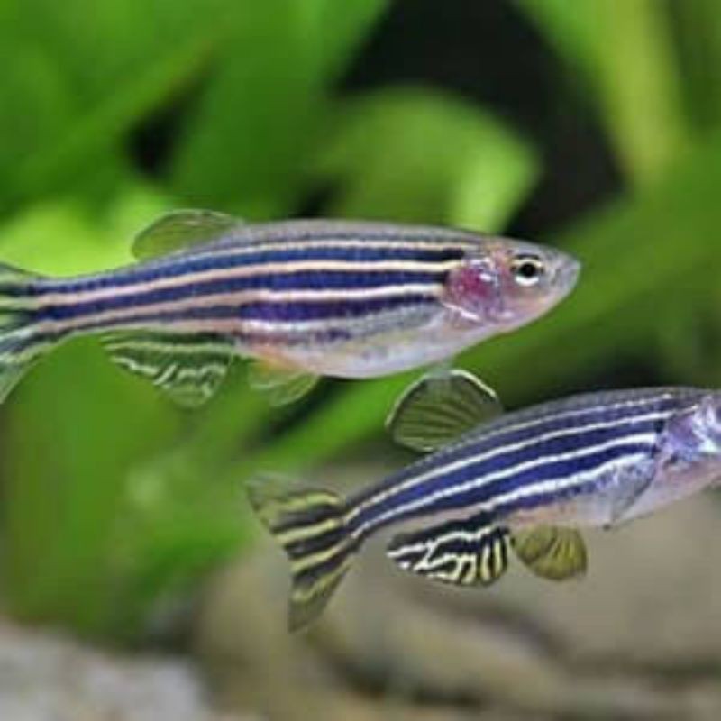 ikan blue danio zebra slayer size L