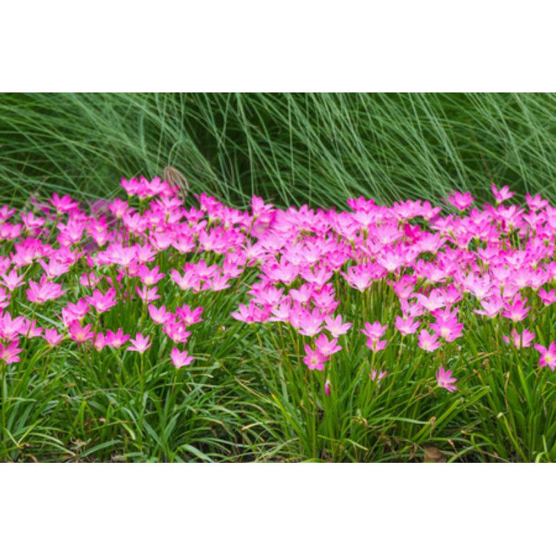 umbi bunga rain lily