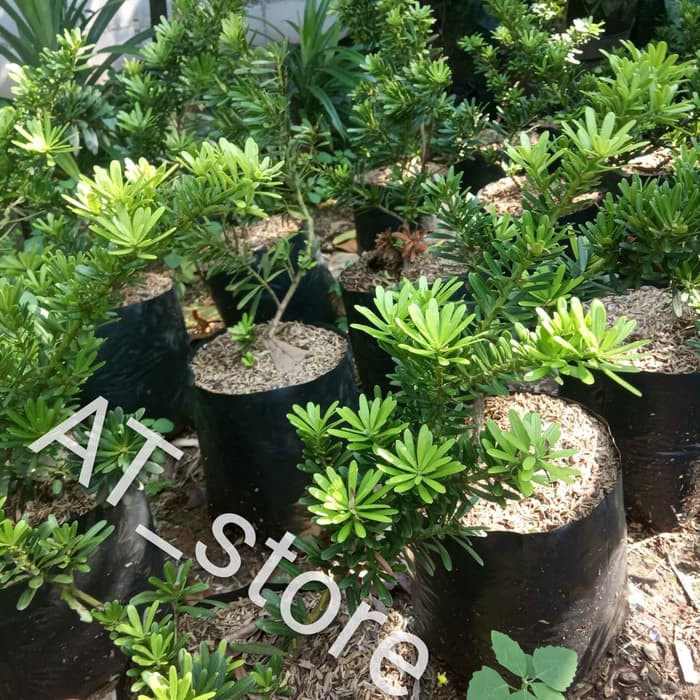 tanaman hias lohansung cincuan bahan bonsai , pohon lohansung cincuan