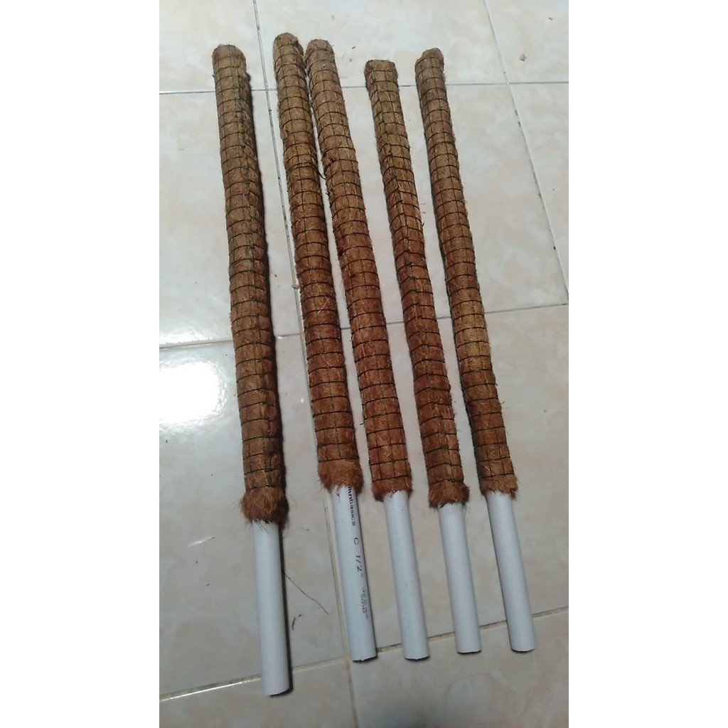 TURUS PENYANGGA TANAMAN RAMBAT - TURUS SABUT KELAPA