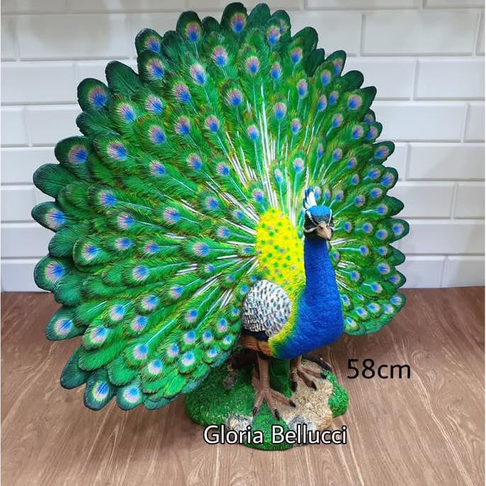 42 Gambar Burung Merak Mekar Terbaru