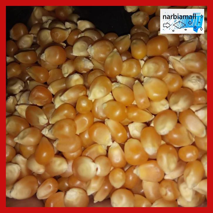

U8Tyuj7- Jagung Popcorn Mentah Murah E4Wr46-