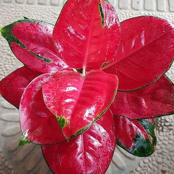 Tanaman Hias Aglonema Suksom /Aglonema merah murah/tanaman hias cantik/aglonema merah/aglonema murah