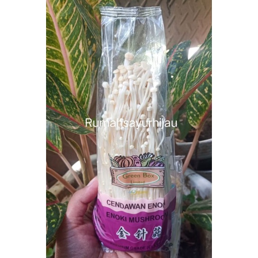 

Jamur Enoki / Enokitake Kemasan 100 Grm