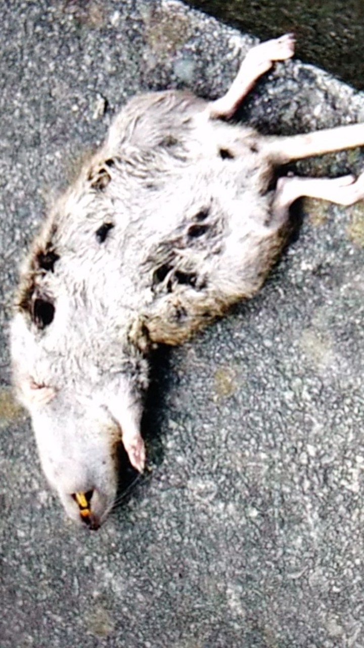 Racun Tikus Ramtus Asli Alami Mati Kering Tidak Bau Pembasmi Pengusir Tikus Super Paling Ampuh 1pack