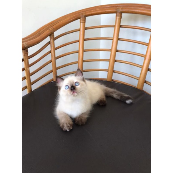 kucing Himalaya mix ragdoll
