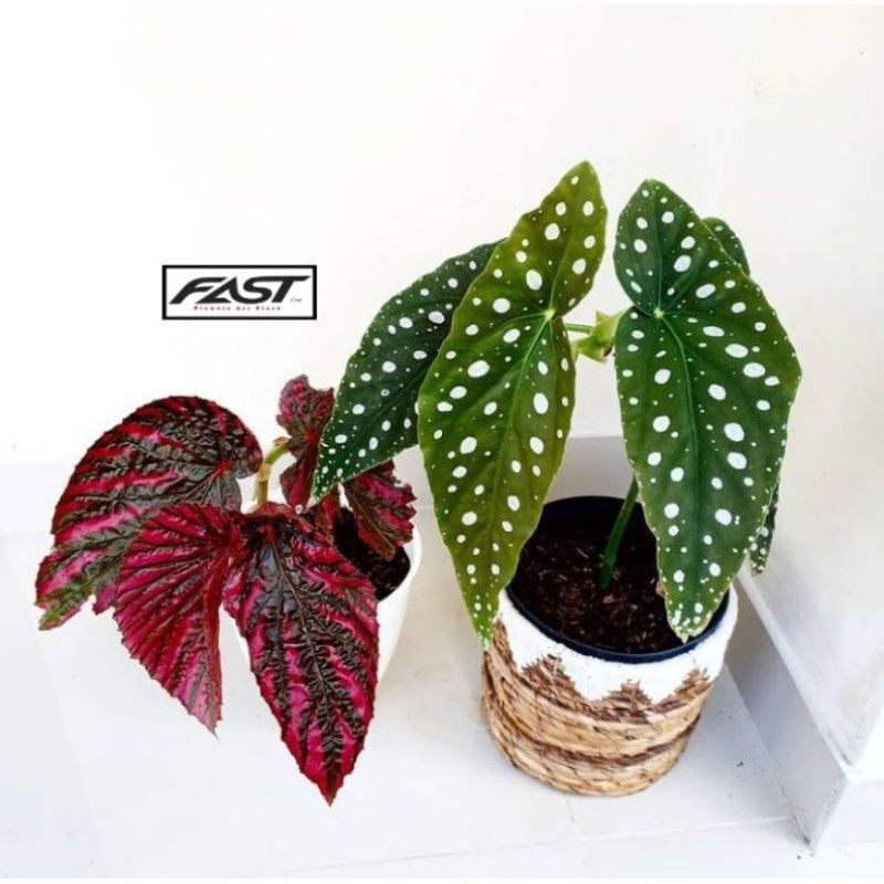 paket 2 begonia - begonia polkadot - begonia walet - paket hemat begonia