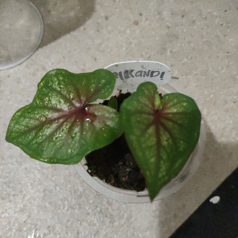caladium keladi srikandi