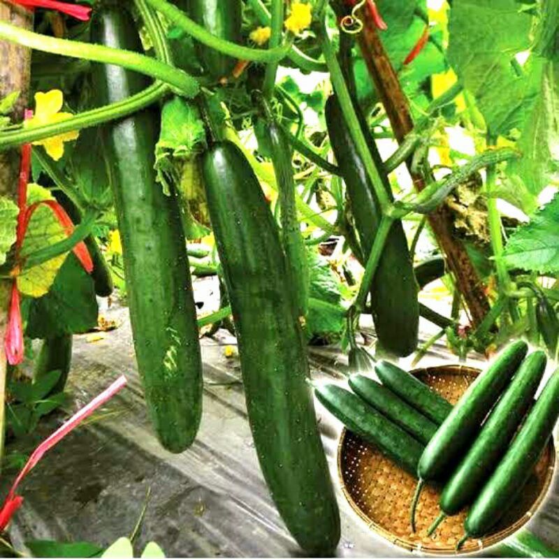 Bibit Sayur Timun Jepang Hibrida - Benih Sayuran