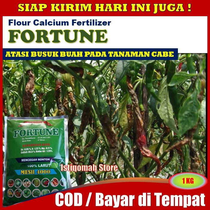 Pupuk Kalsium FORTUNE 1 KG  - Obat Busuk Buah Cabe Kriting - Obat Anti Busuk Buah Cabe Cabai - Obat 