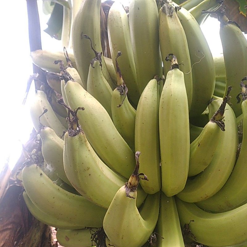 

pisang lampeneng/ pisang segar