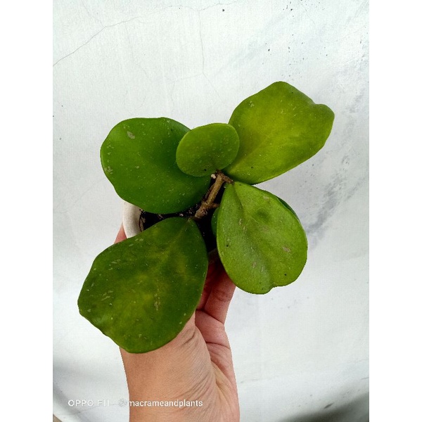hoya obovata splash