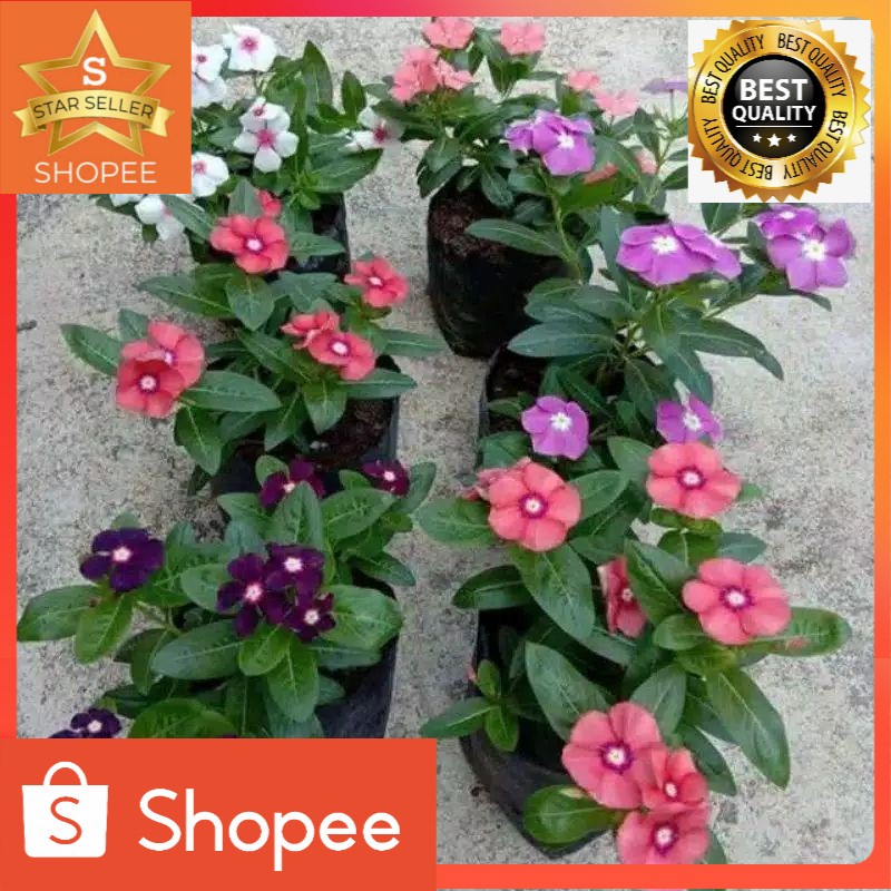 tanaman hias gantung vinca juntai bunga hidup tanaman hias outdoor bunga vinca bibit