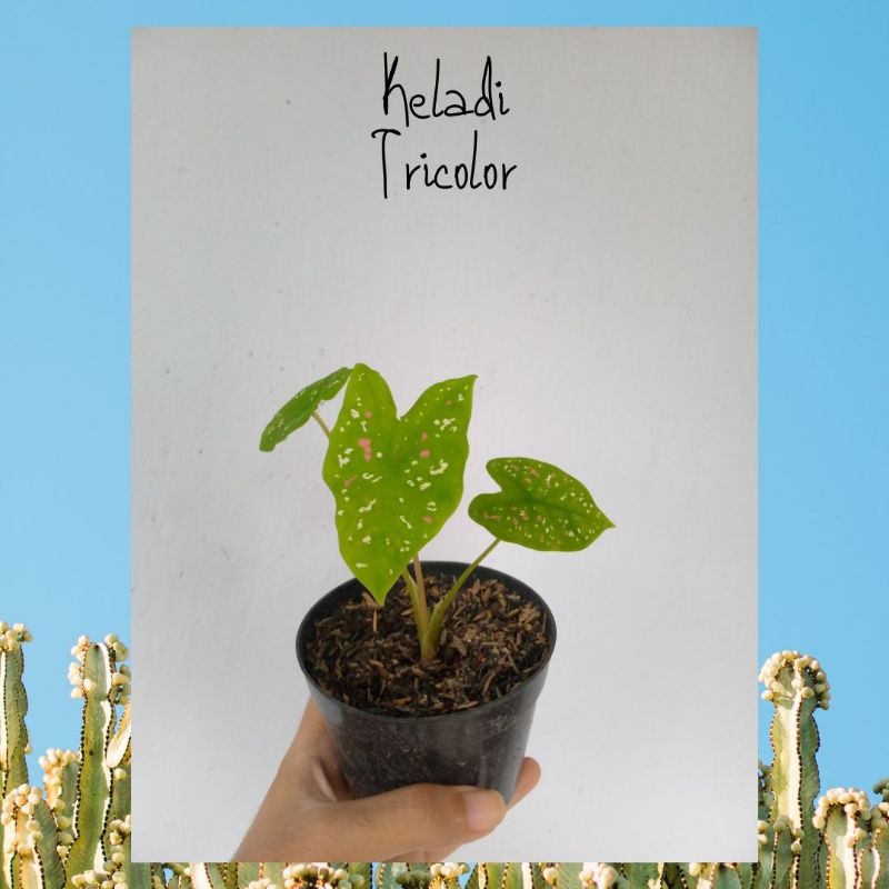Bibit Keladi Hias Keladi Tricolor