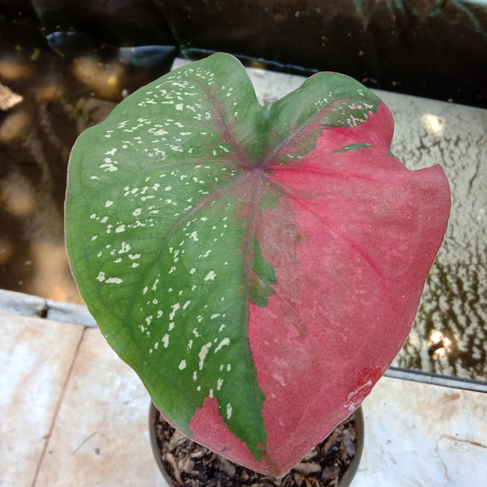Tanaman Hias keladi Baret Merah | Celadi Merah Hijau