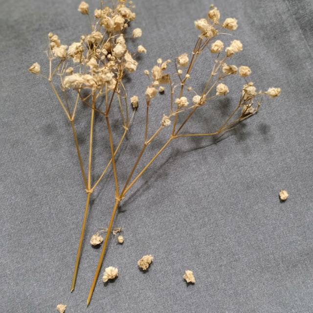baby breath bunga kering