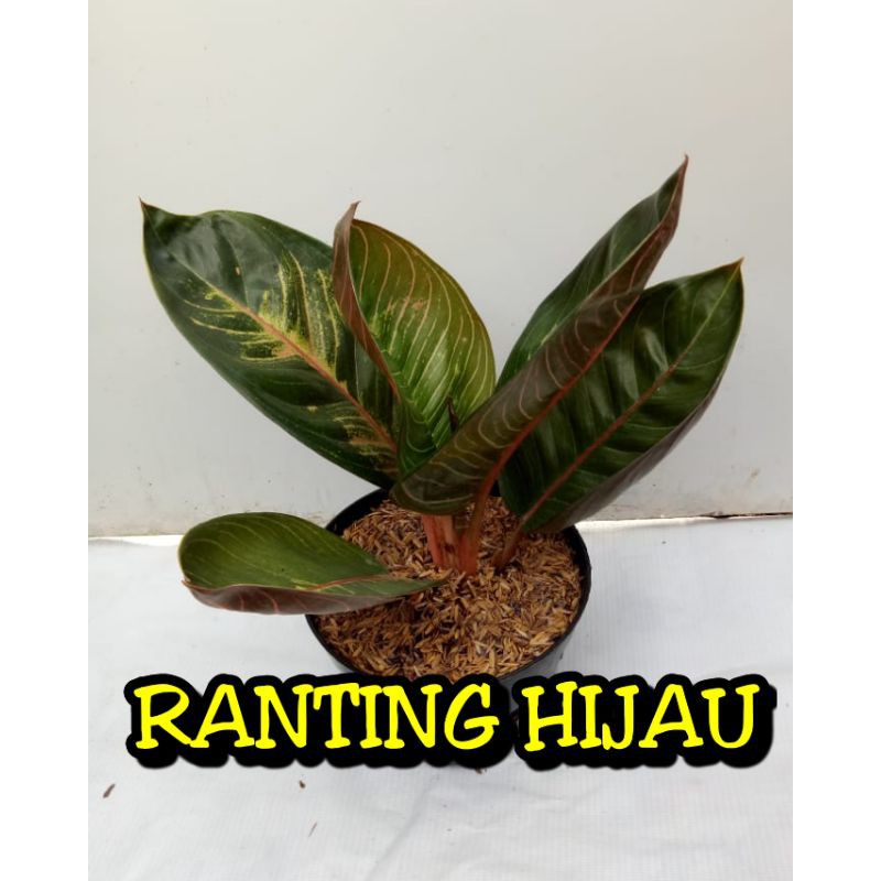 bunga aglonema monlight/Moonlight gerhana