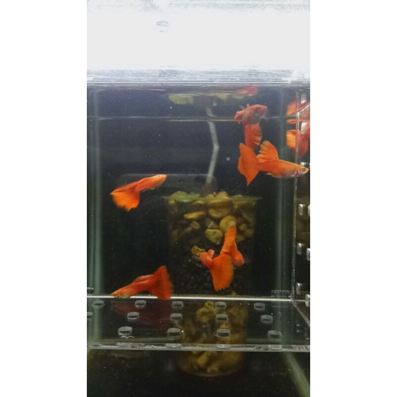 

ikan guppy albino full red (afr)