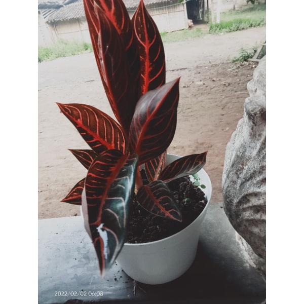 aglaonema red sumatra