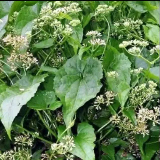 

Jual Daun Sembung Rambat Frest 500 Gram